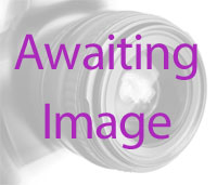 Walking in the bay of islands